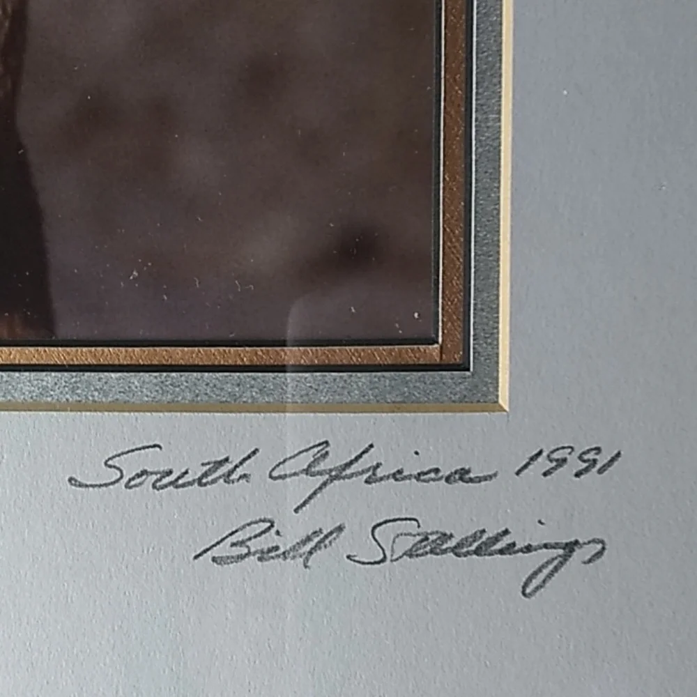 Framed Photo of Steenbok Antelope 
